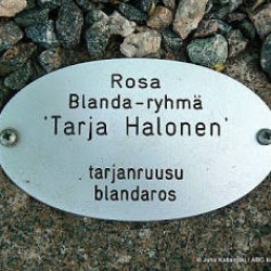 Rosa Tarja Halonen nimikyltti